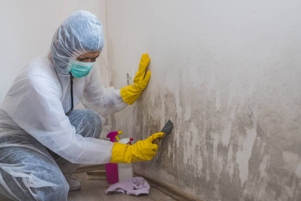Best Mold Removal Process  in Vandalia, OH