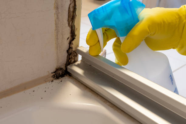 Best Residential Mold Removal  in Vandalia, OH