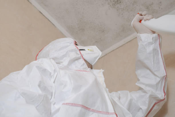 Best Best Mold Removal Companies  in Vandalia, OH