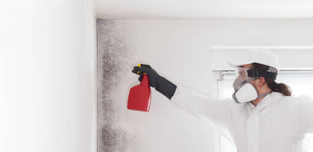 Best Mold Damage Repair  in Vandalia, OH