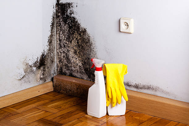 Best Same-Day Mold Removal  in Vandalia, OH