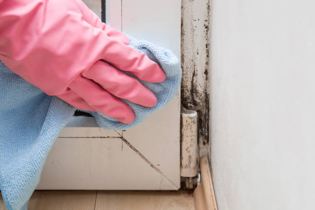 Best Toxic Mold Removal  in Vandalia, OH
