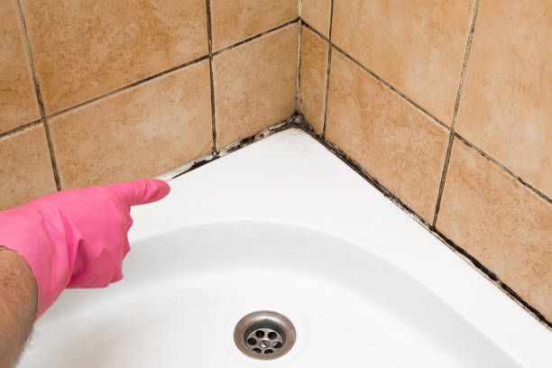 Best Home Mold Removal  in Vandalia, OH